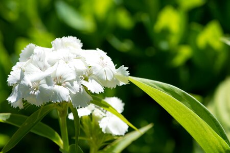 White flower blossom bloom