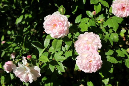 Flower plant nature