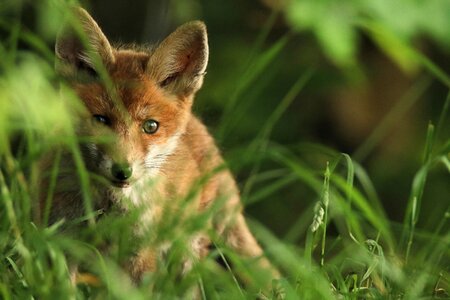 Curious ears sweet