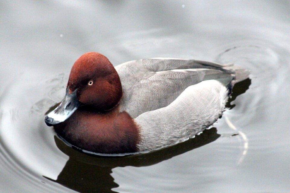 Pond nature bird photo