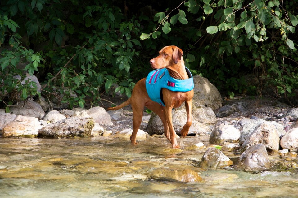 Summer walking doggy