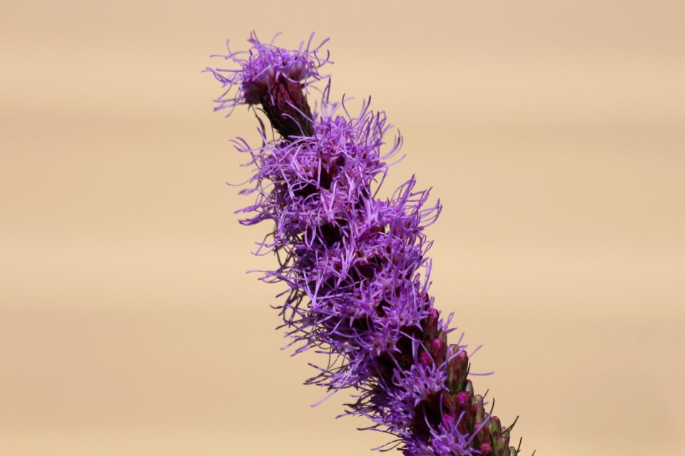 Plant purple light