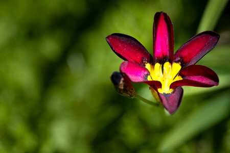 Small small flower garden photo