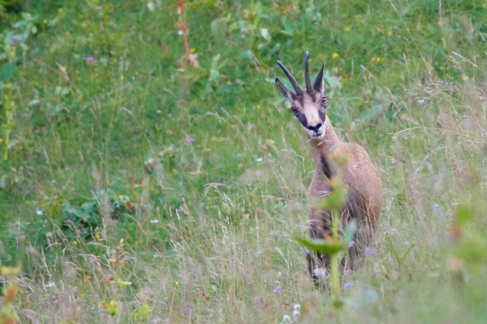 Animal world mammal horns