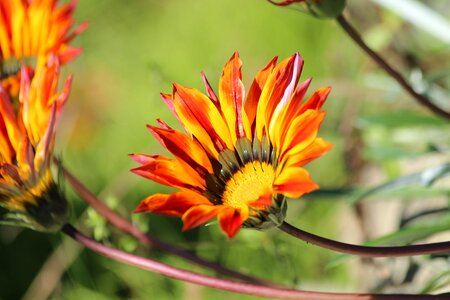 Plant bloom nature