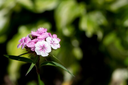 Pink flower blossom bloom photo