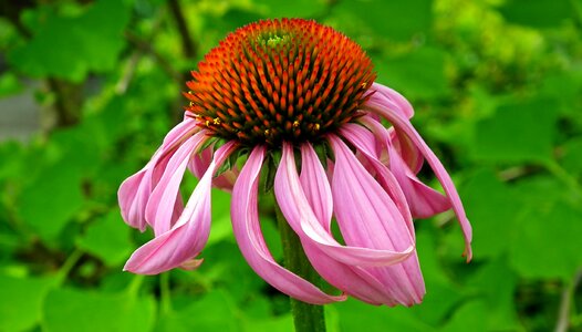 Nature the multiannual petal