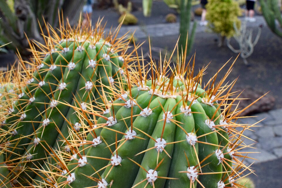 Thorny skewers garden