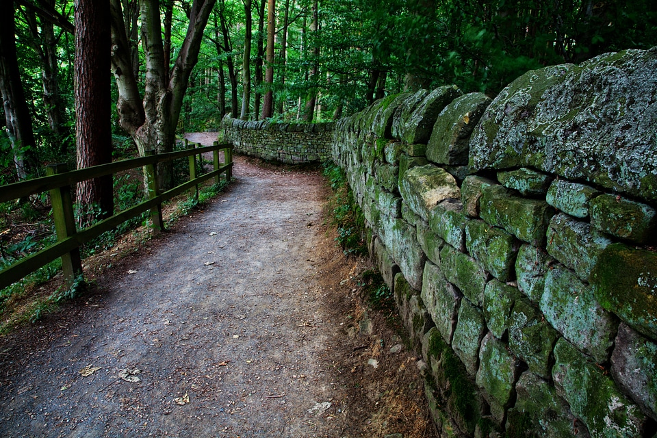 Country foliage forest photo