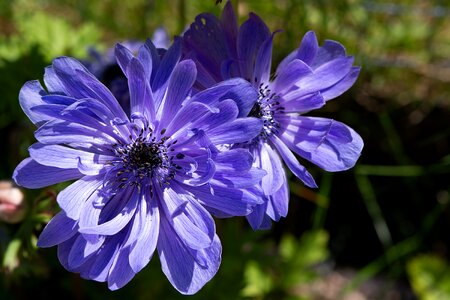 Blue blue anemone blue flower photo