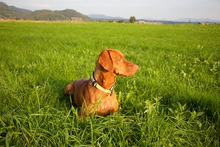 Brown summer nature