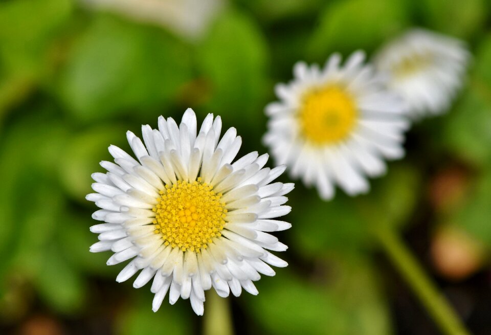 Blossom bloom flower