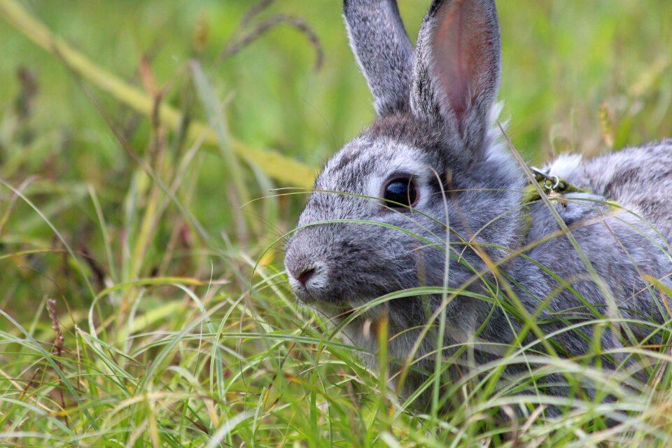 Animal sympathetic pet