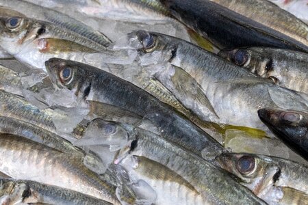 Food fresh eat