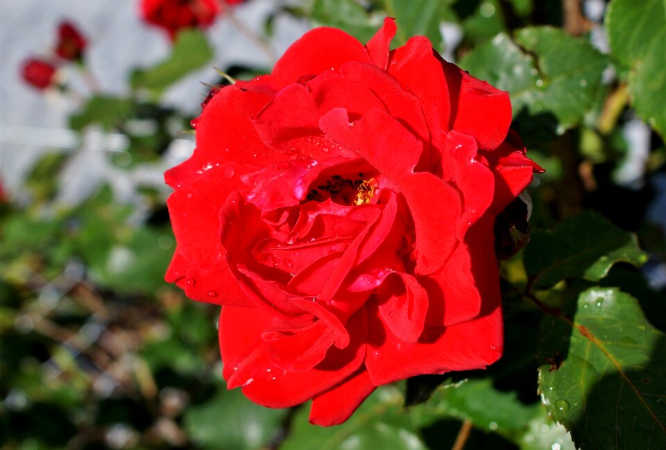 Bouquet of roses garden rose flower