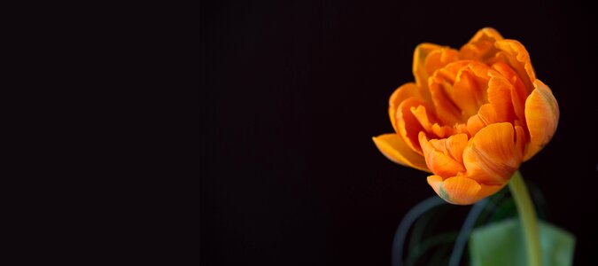 Flower orange flower blossom