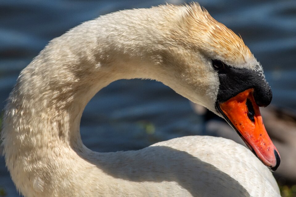 Summer beautiful nature bird