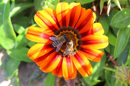 Bees pollen bloom