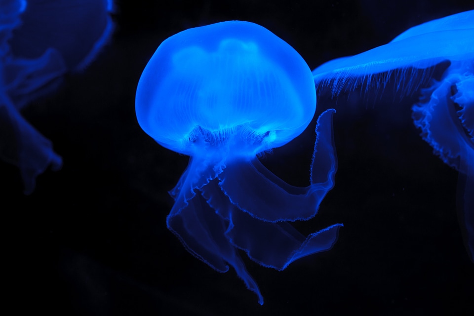 Animal jellyfish blue photo