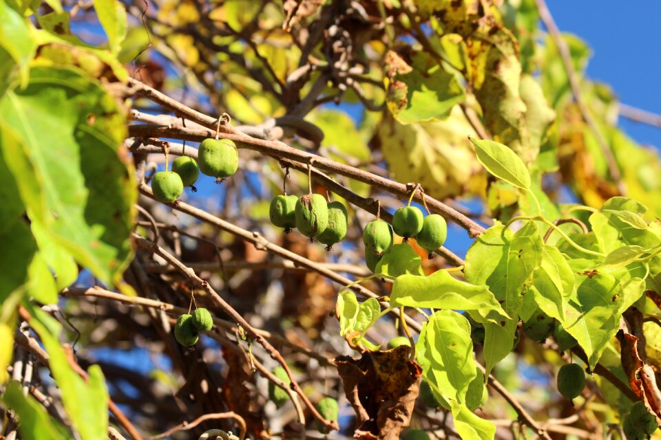 Green autumn harvest