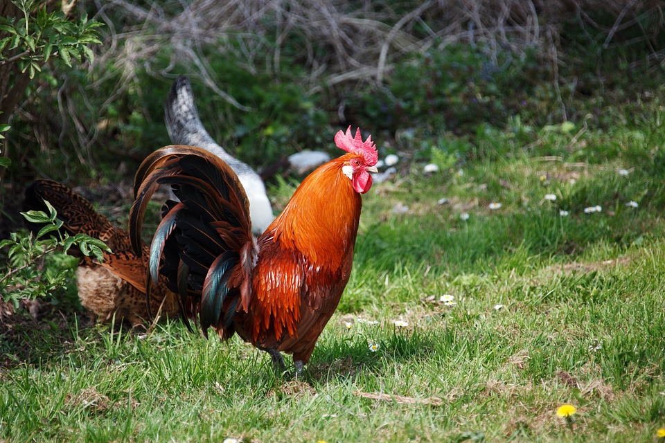 Animal bird bright photo