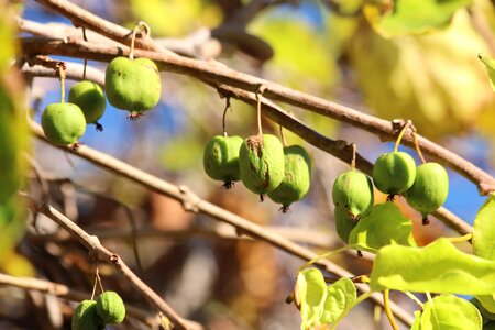 Green autumn harvest