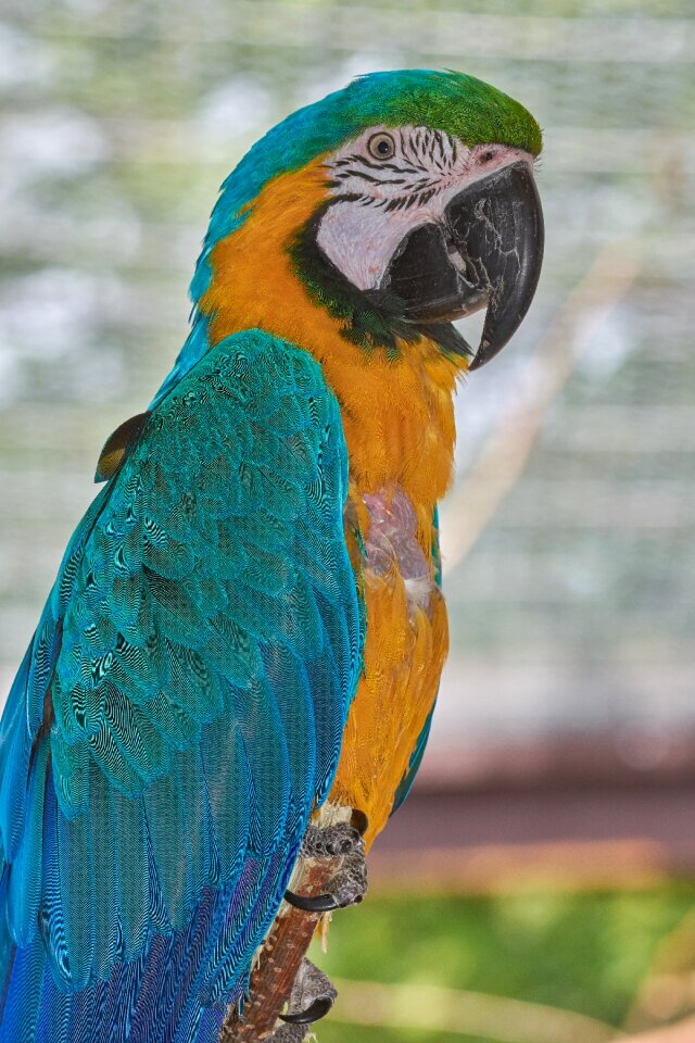 Ara beautiful color