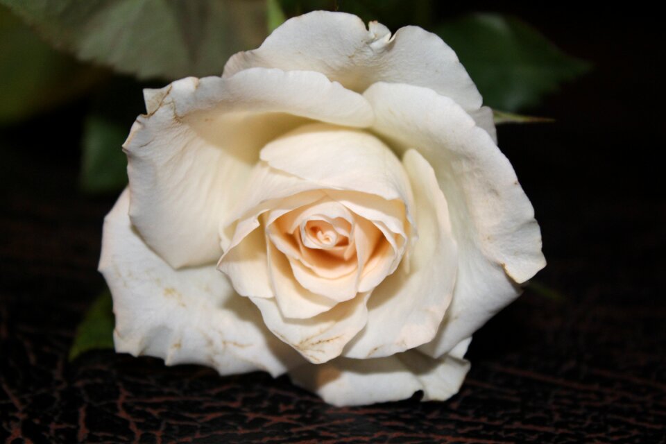 Open rose flower blossom