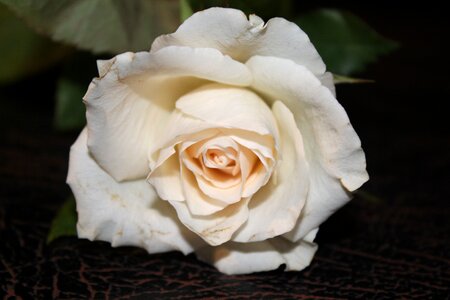 Open rose flower blossom