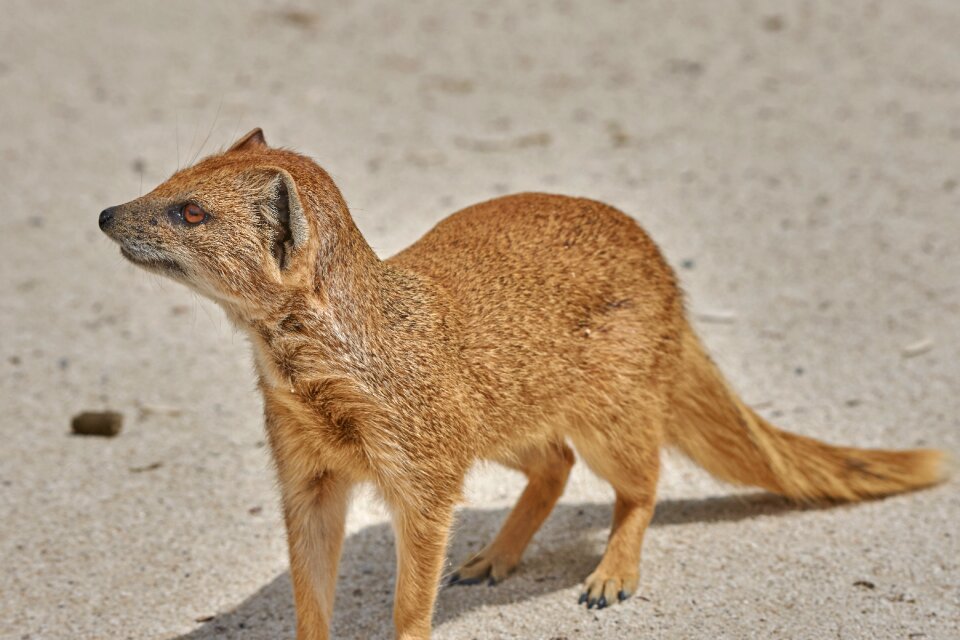Mongoose mammal africa