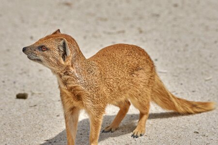 Mongoose mammal africa