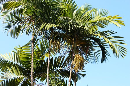 Journey tropical exotic