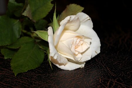 Open rose flower wedding