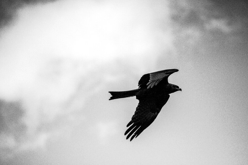 Nature animal world flight