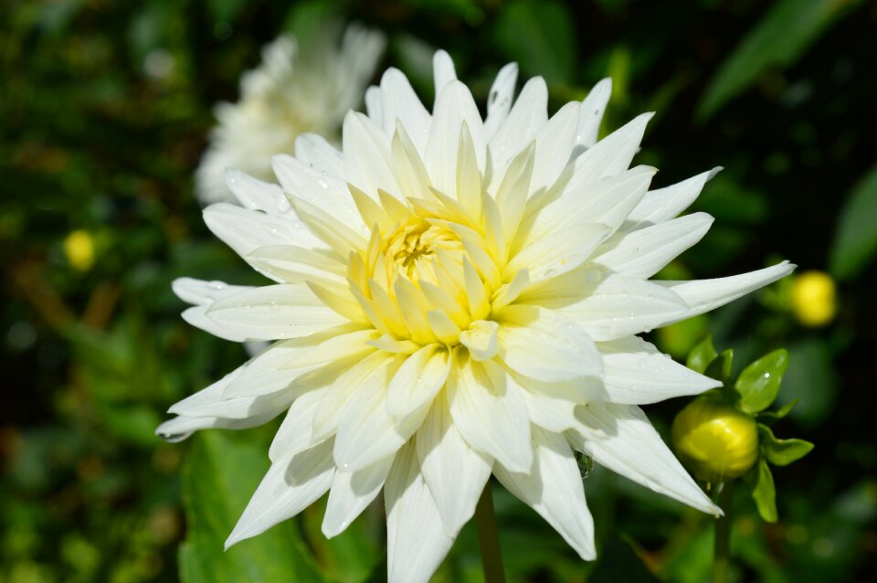 Blossom bloom flower