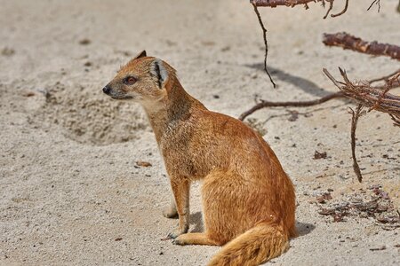 Face sit meerkat