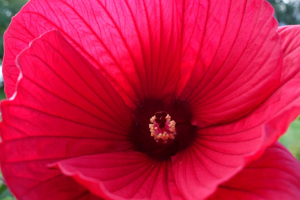 Blossom bloom hibiscus