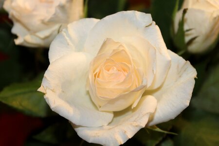 Blossom bloom white roses photo