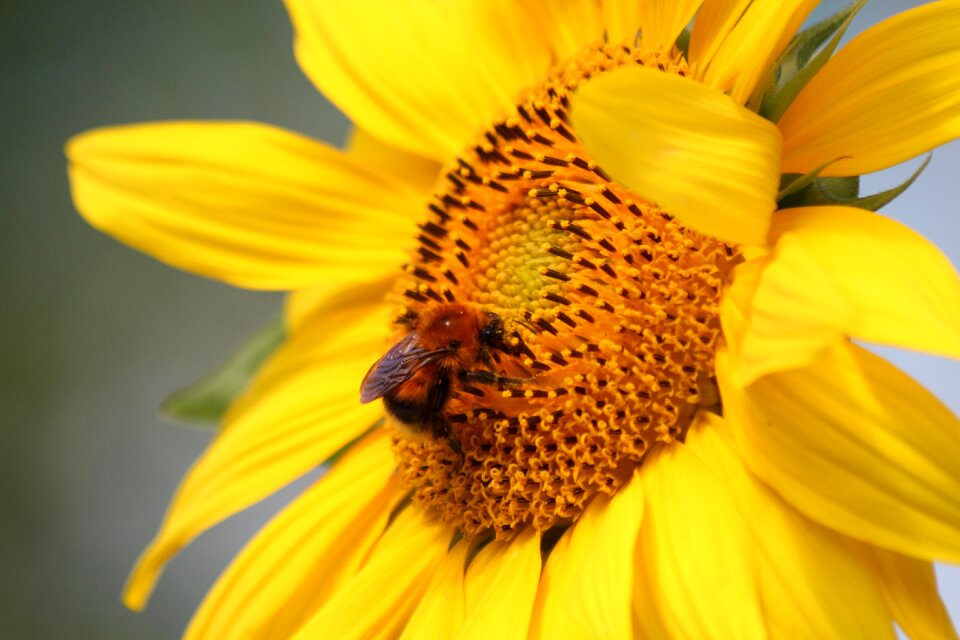 Flower summer yellow