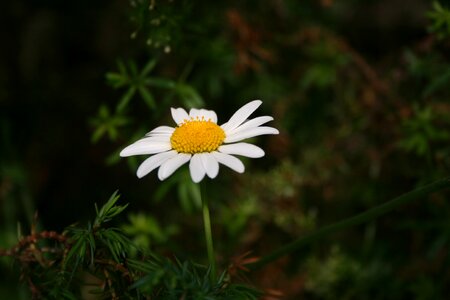 Flora nature bloom