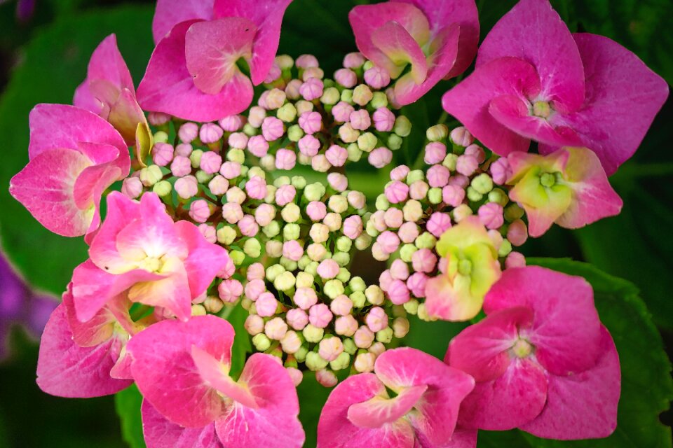 Nature plant bloom