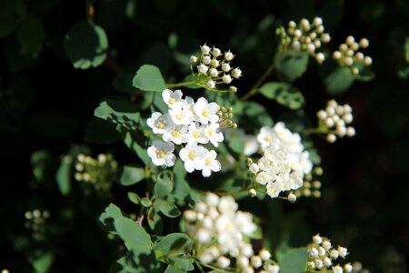 White flowers spring spring-flowering