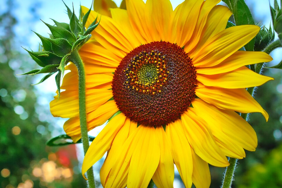Nature plant blossom