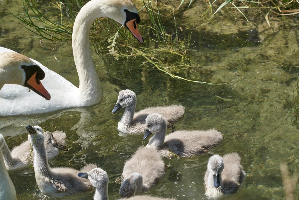 Young animal water bird cute
