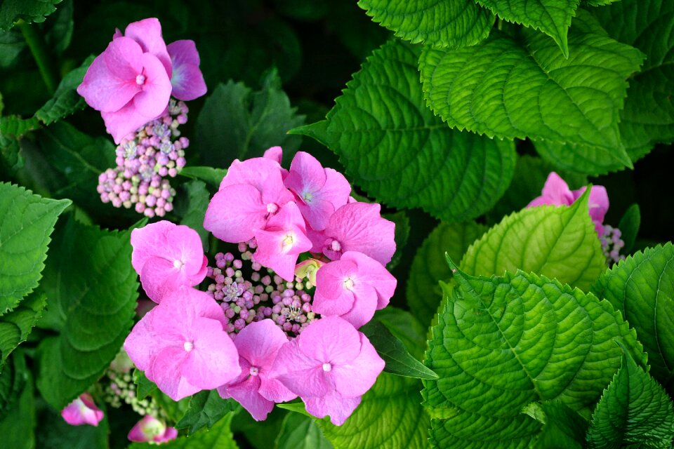 Nature plant bloom