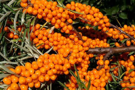 Sea buckthorn sour berry