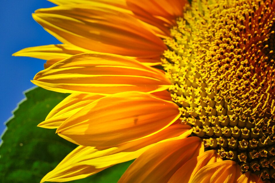 Nature plant blossom