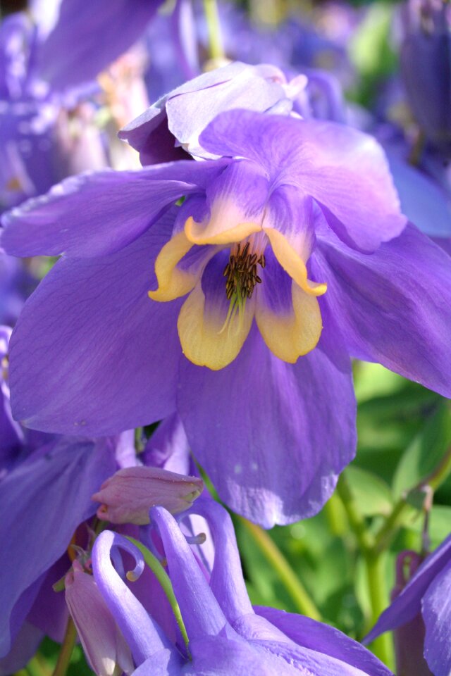 Aquilegia olympic flowering in may height 30cm