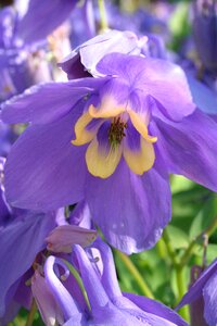Aquilegia olympic flowering in may height 30cm