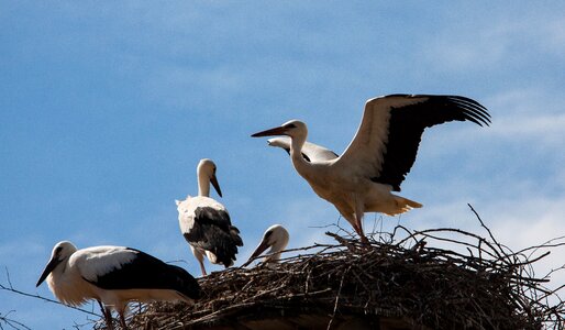 Animal animal world nest photo